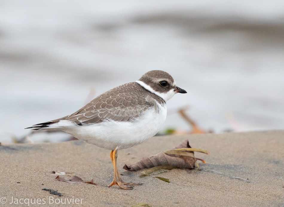 Semipalmated Plover - ML267298241