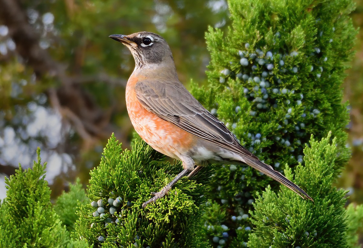 American Robin - Ad Konings