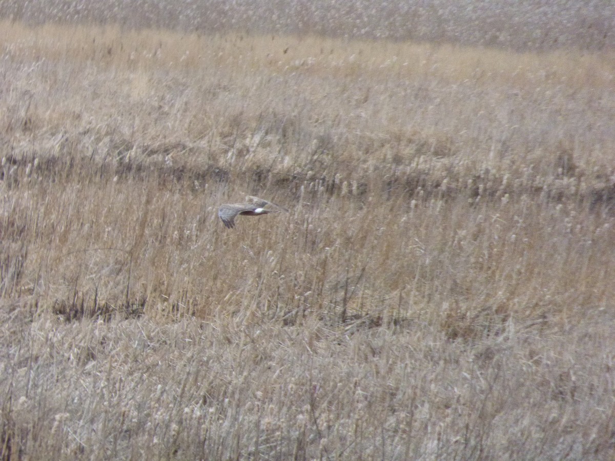 Northern Harrier - Ryan Sallmann