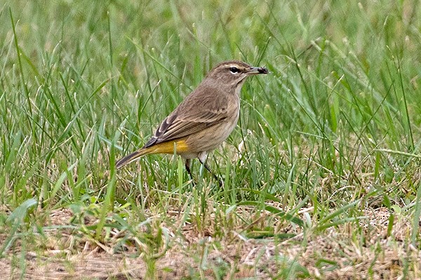 Palm Warbler (Western) - ML267299821