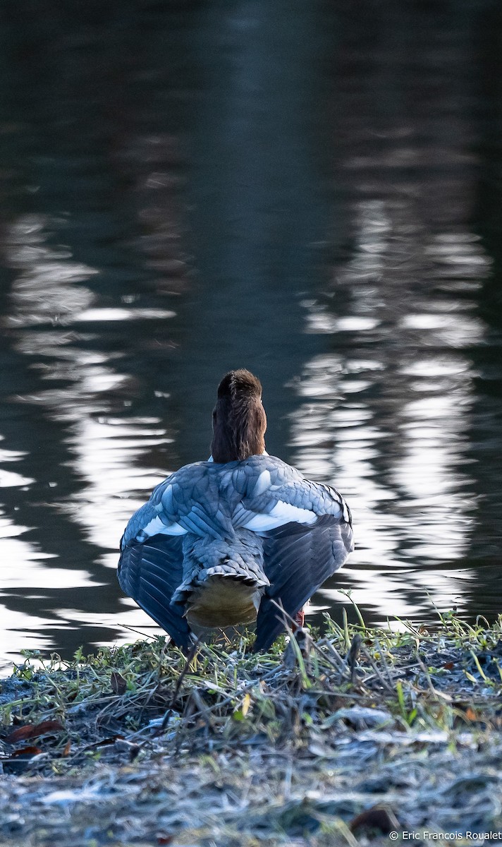 Common Merganser (Eurasian) - ML267300001