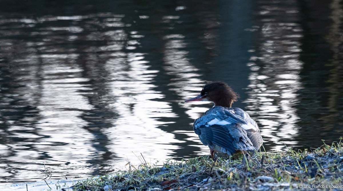 Common Merganser (Eurasian) - ML267300021