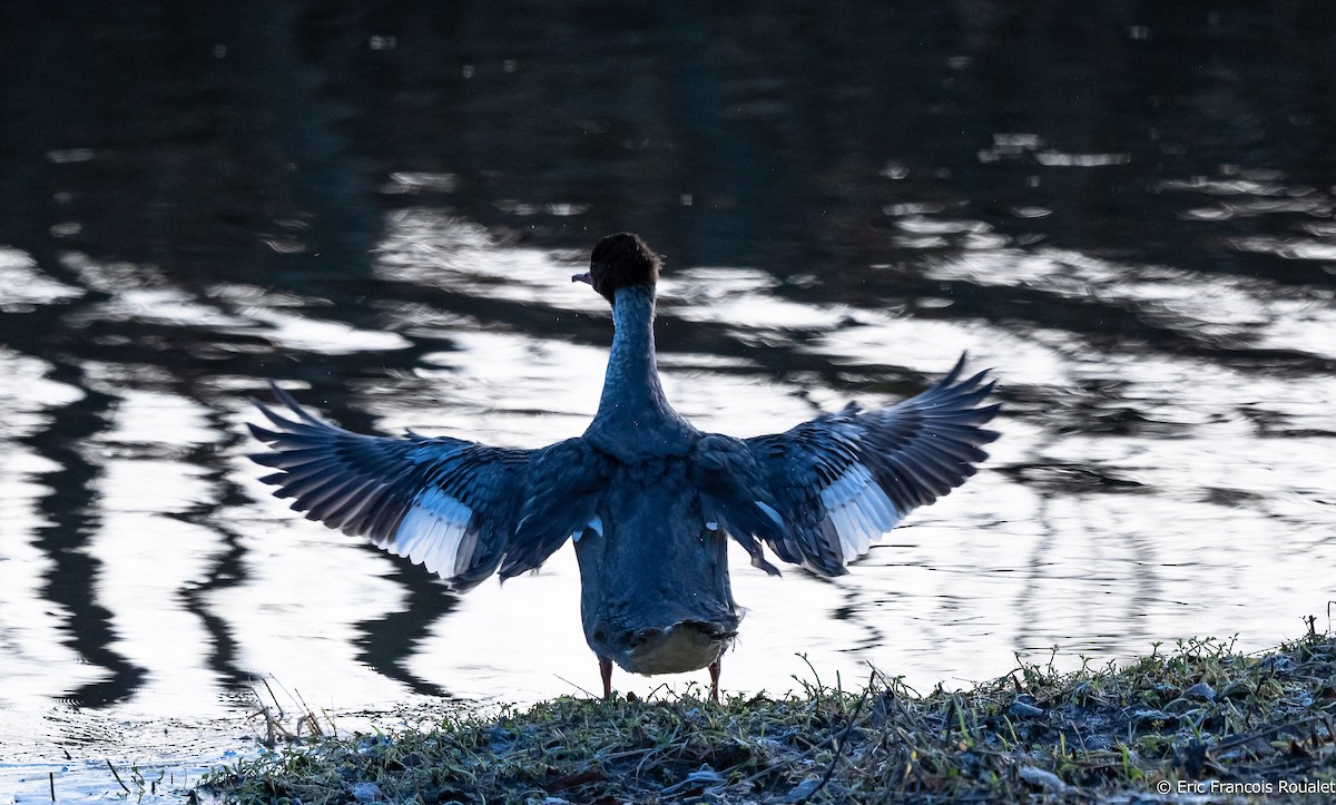 Common Merganser (Eurasian) - ML267300031