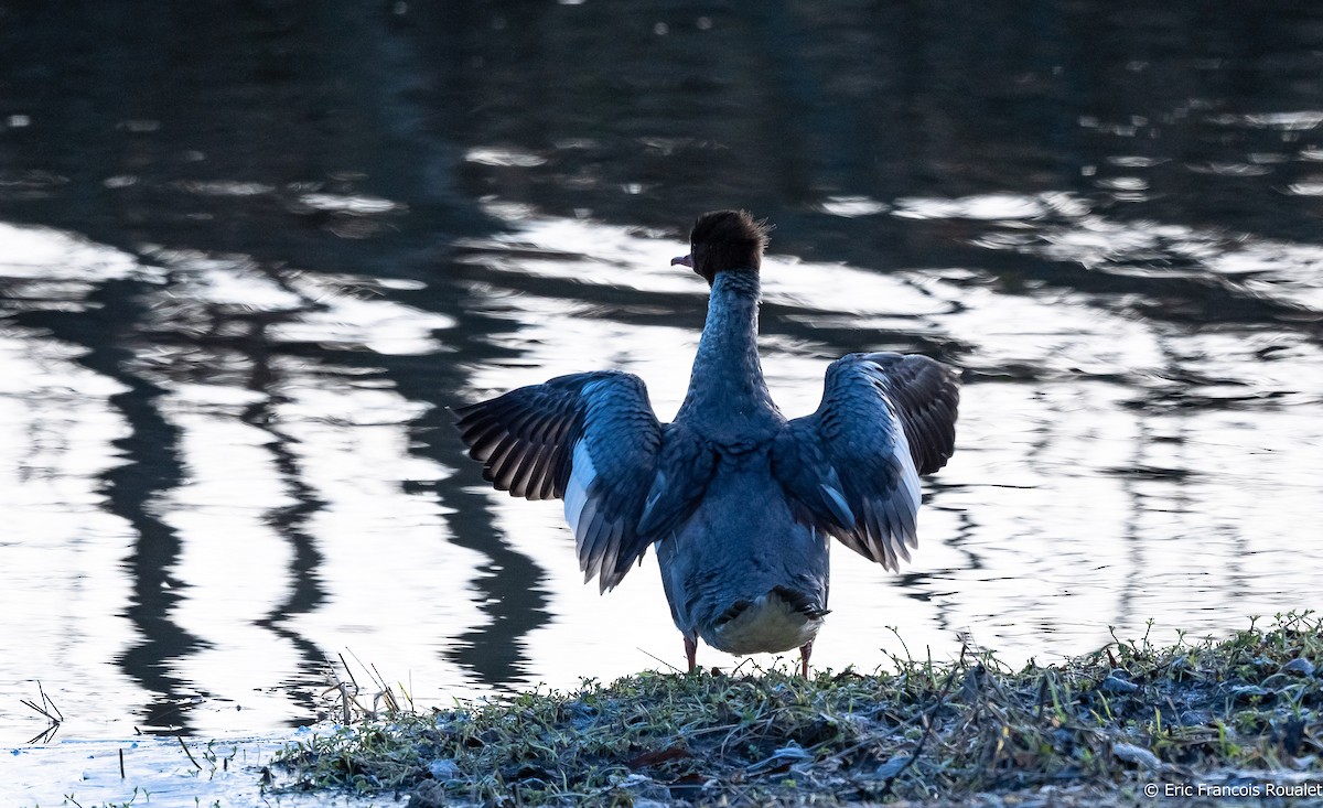 Common Merganser (Eurasian) - ML267300041