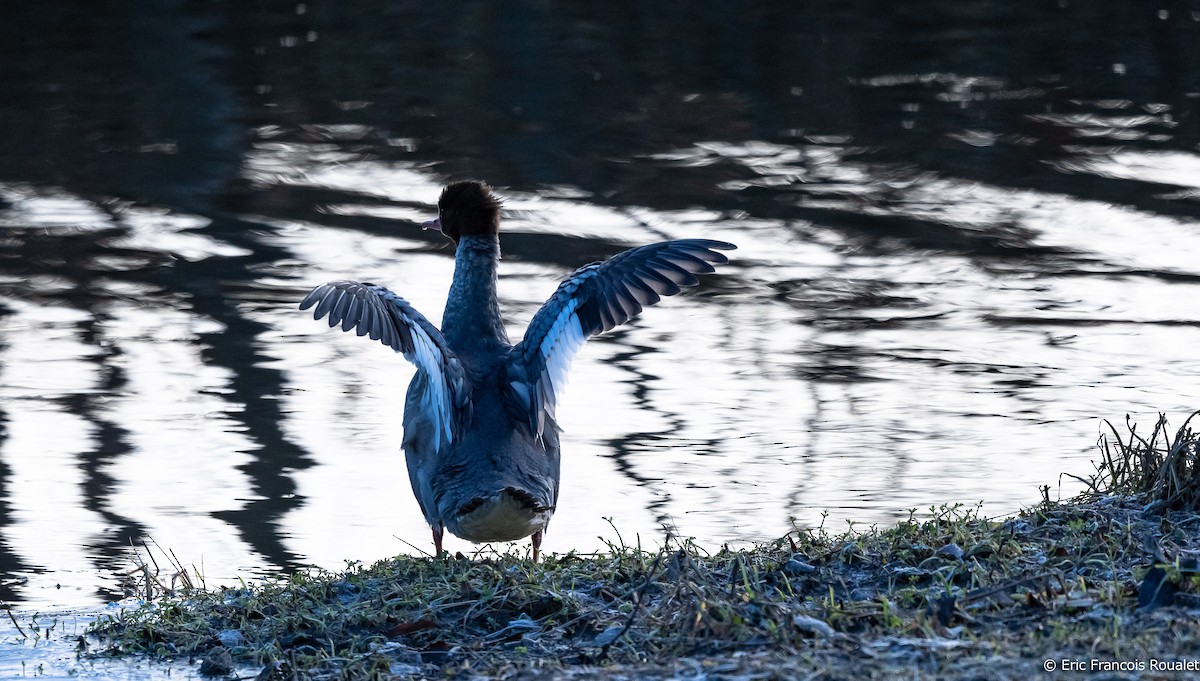 Common Merganser (Eurasian) - ML267300051