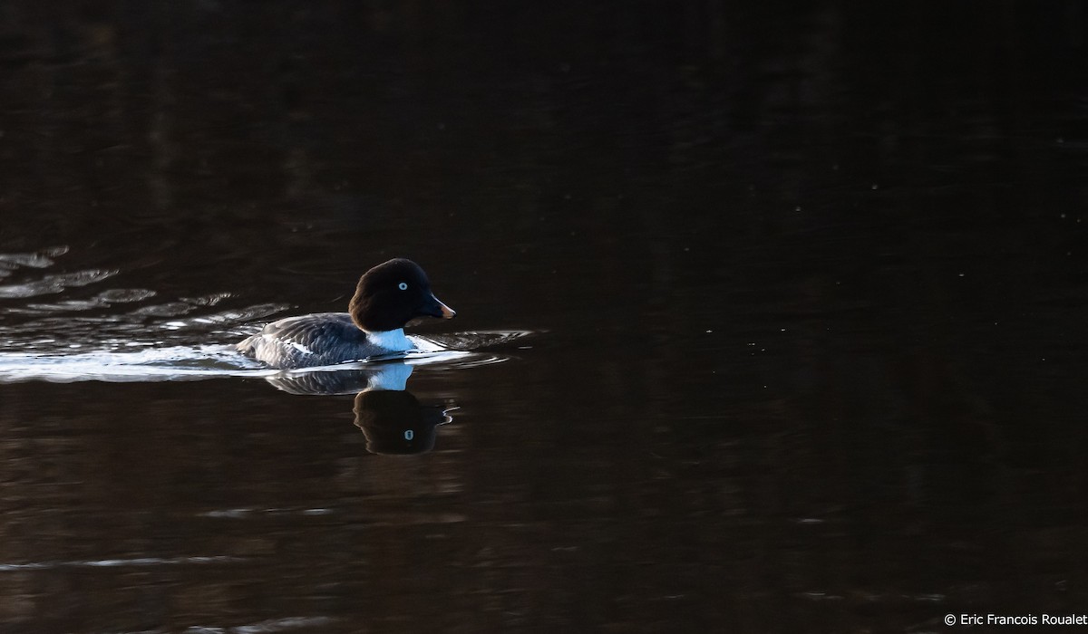 Common Goldeneye - ML267300181