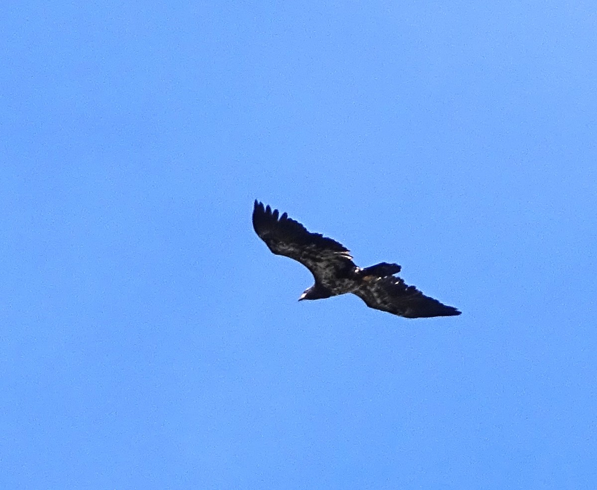 Bald Eagle - ML267300701