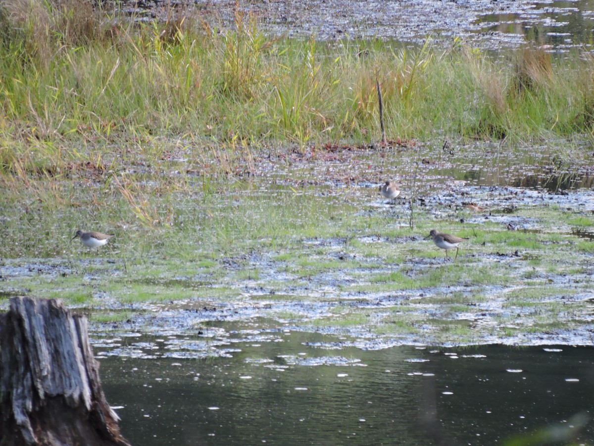 Solitary Sandpiper - ML267300981