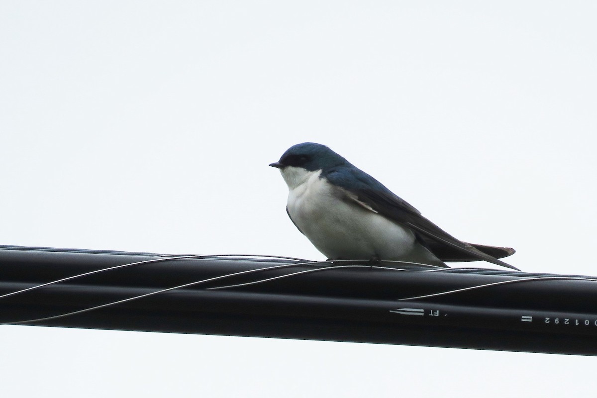 Tree Swallow - ML26730141