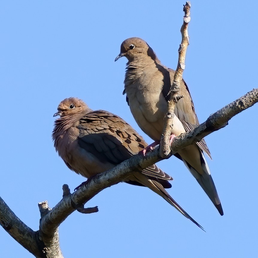 Mourning Dove - ML267303001