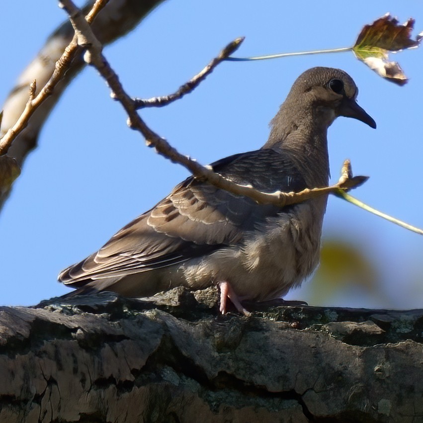 Mourning Dove - ML267303011