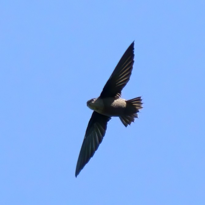 Chimney Swift - ML267303081