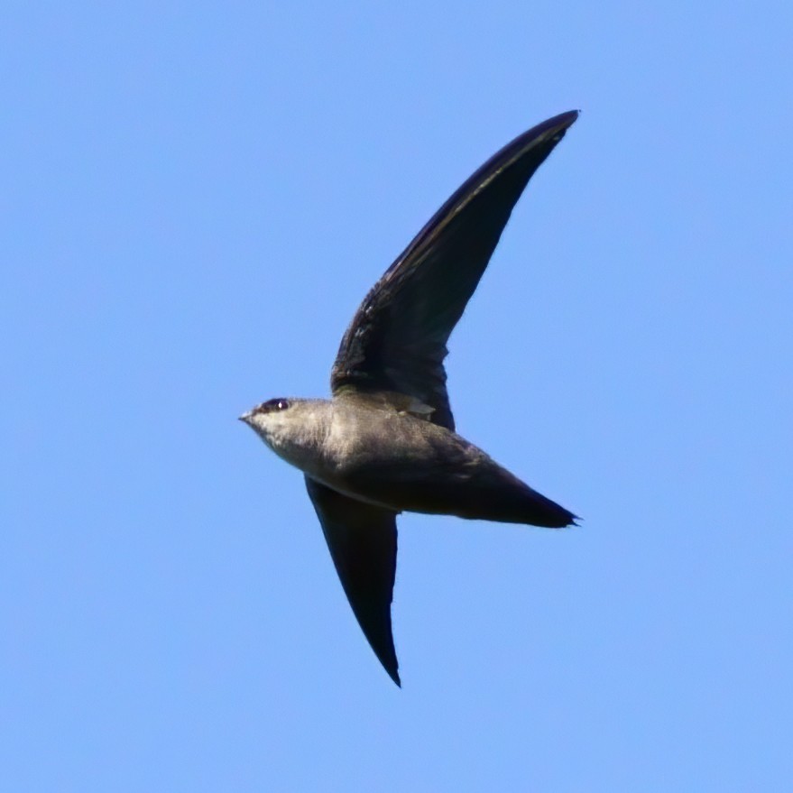 Chimney Swift - ML267303091