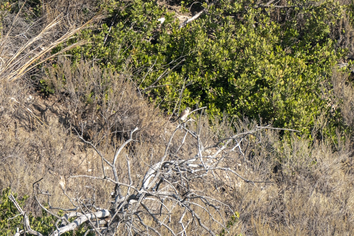 American Kestrel - ML267303521