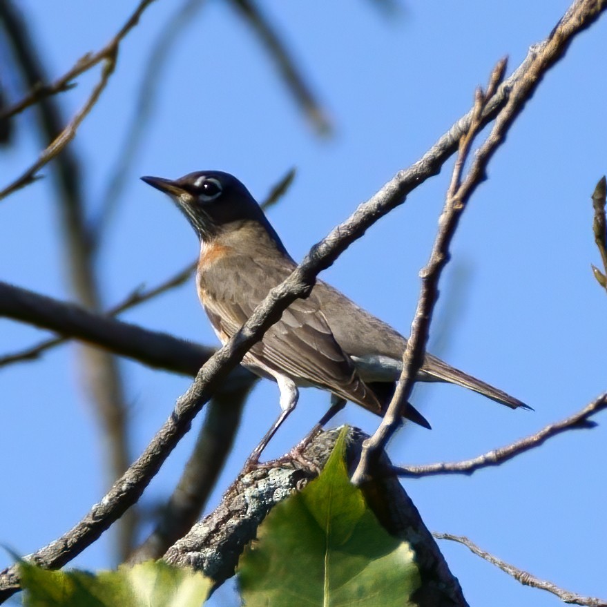 American Robin - ML267303591