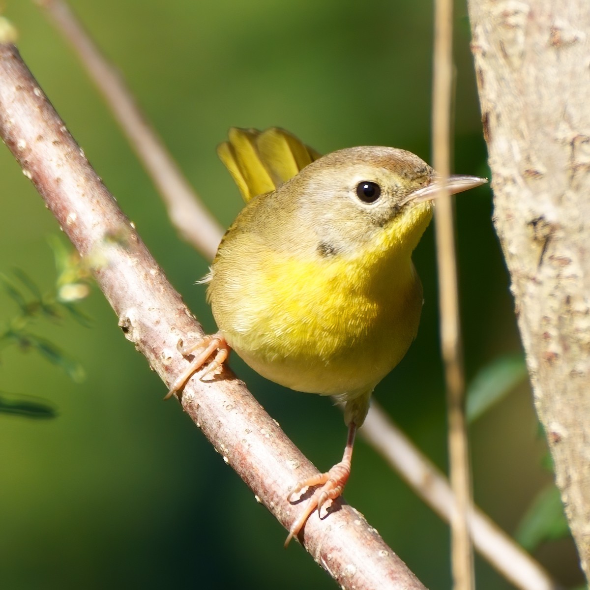 Common Yellowthroat - ML267303841