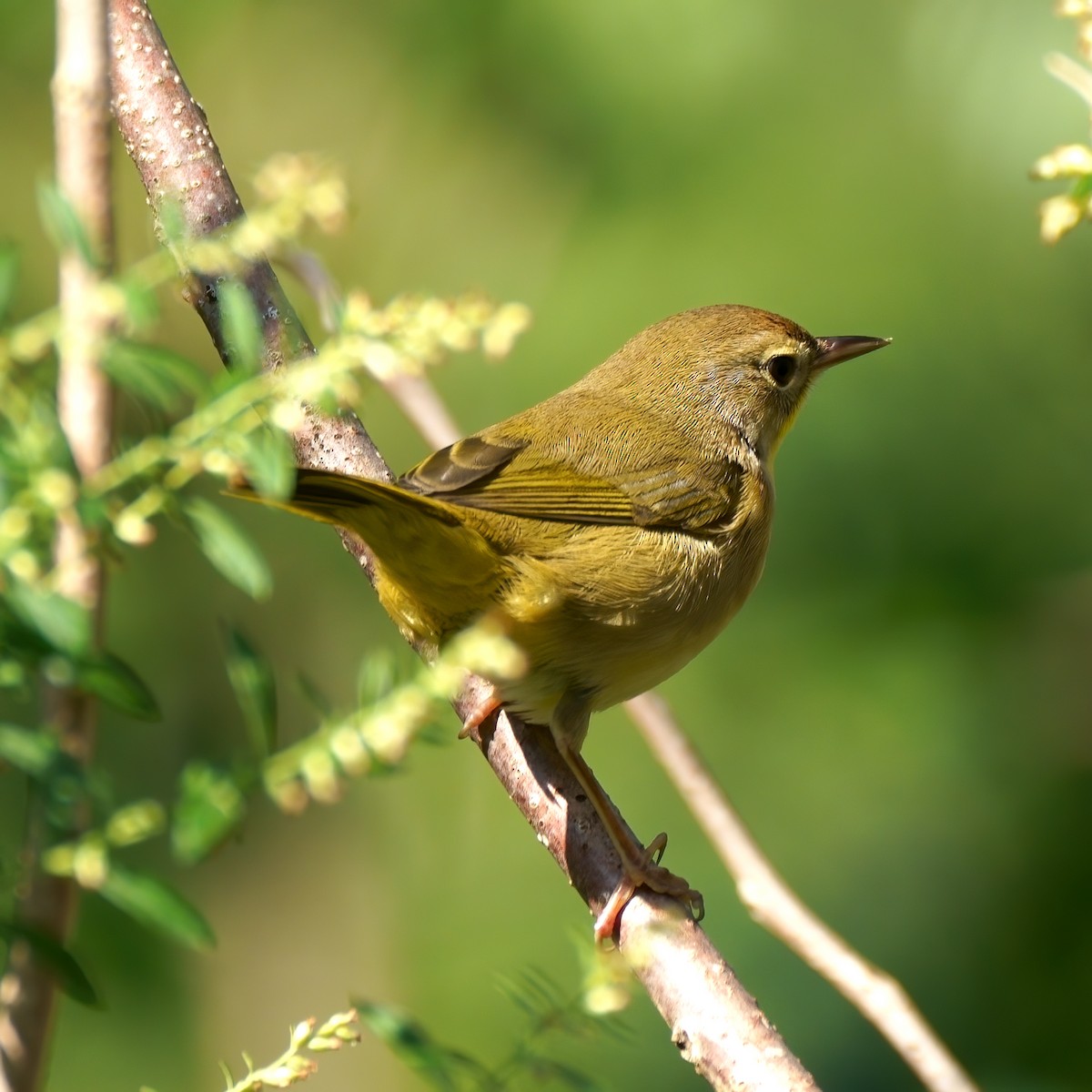 Common Yellowthroat - ML267303861
