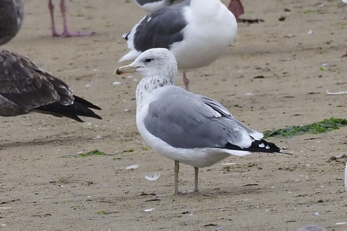 California Gull - Donna Pomeroy