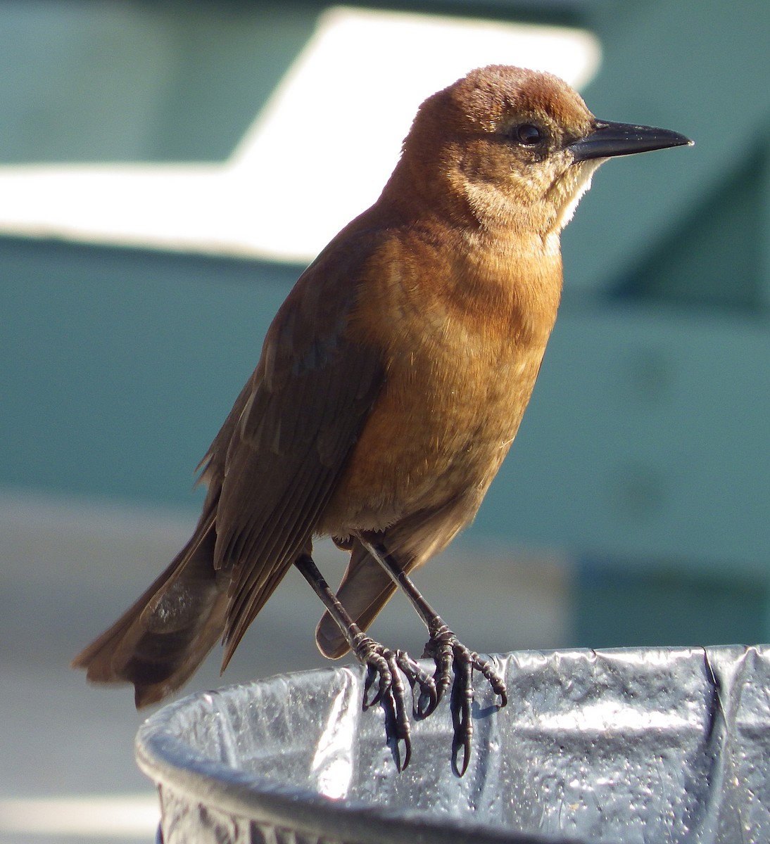 Boat-tailed Grackle - ML267305791