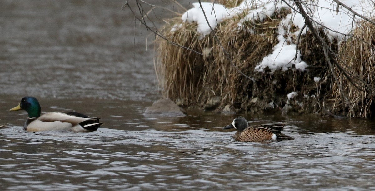 Blue-winged Teal - Jay McGowan