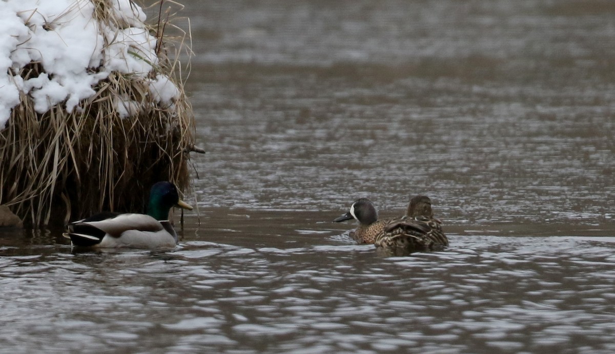 Blue-winged Teal - Jay McGowan