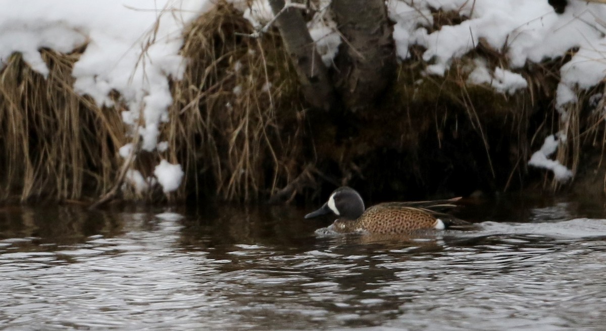 Blue-winged Teal - Jay McGowan