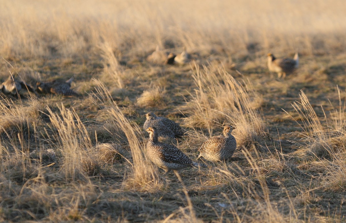 Sharp-tailed Grouse - ML267308871