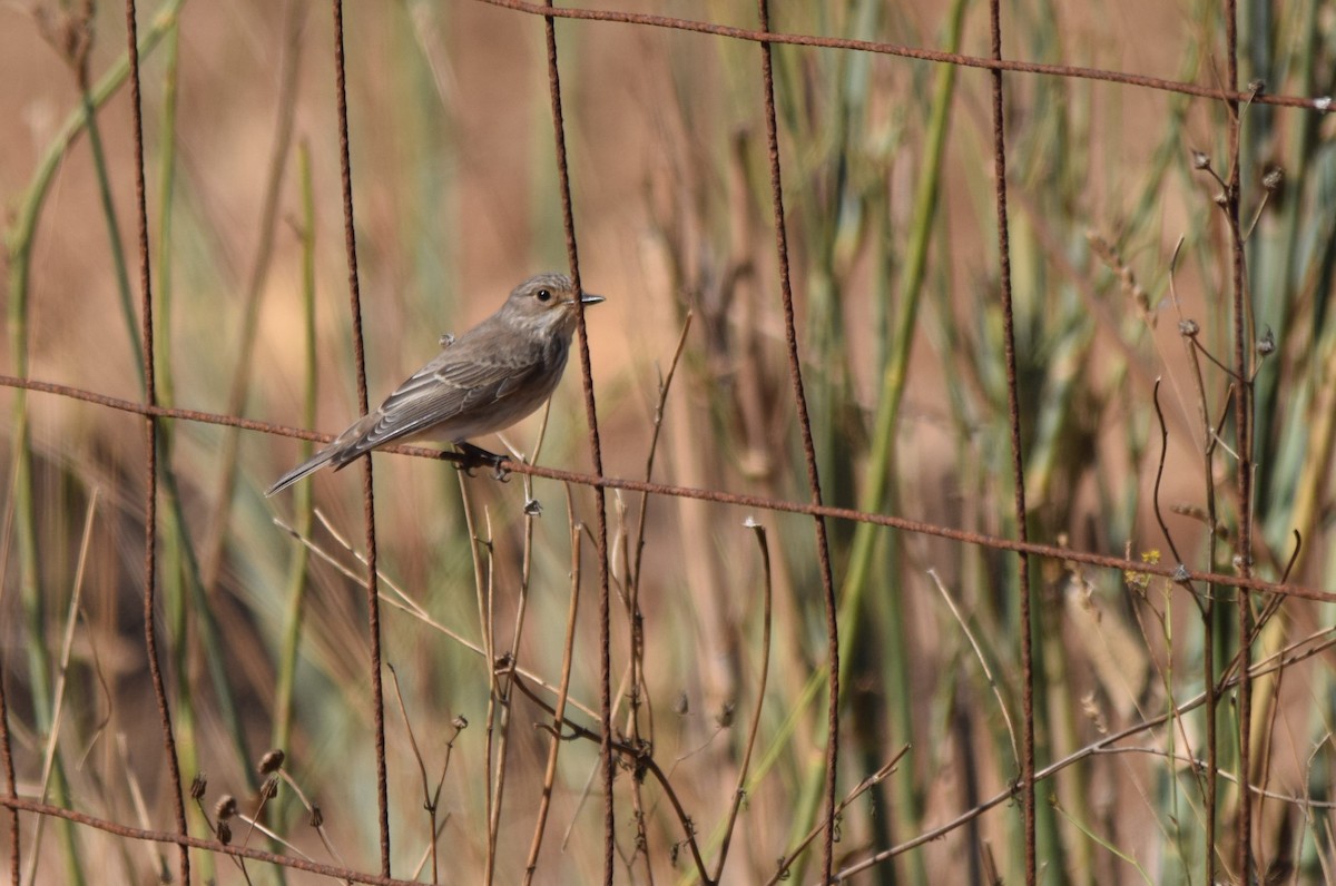 Grauschnäpper - ML267309771