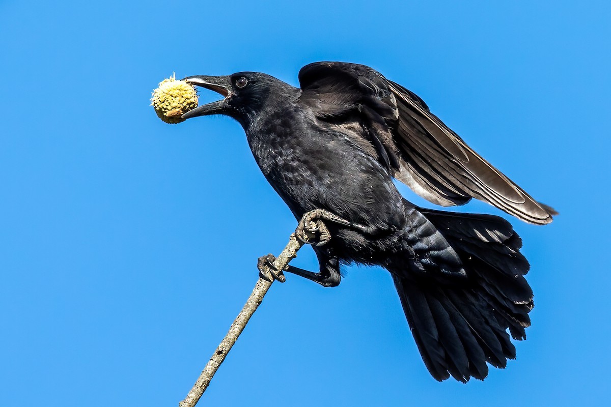 American Crow - Brad Imhoff