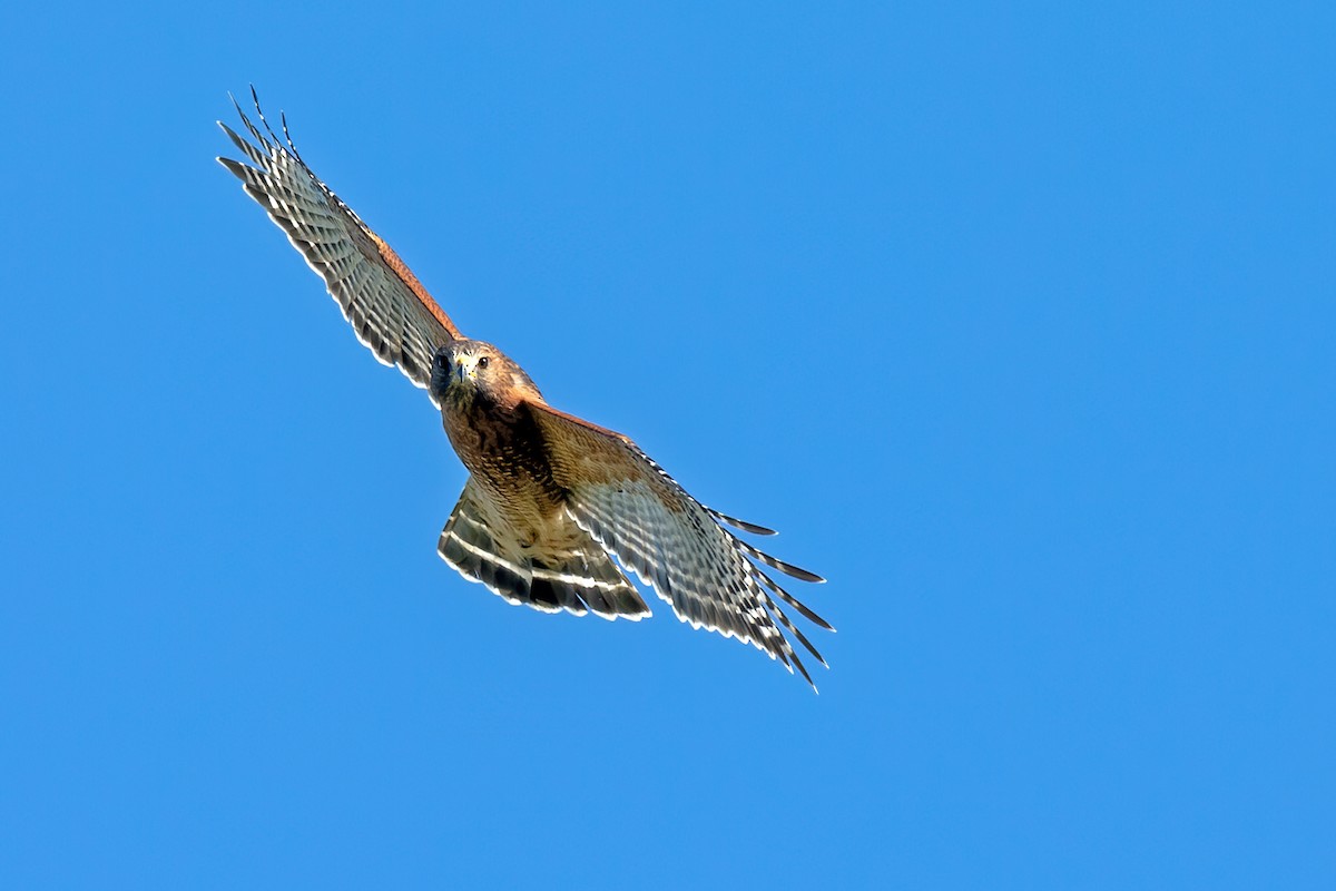 Red-shouldered Hawk - ML267313411