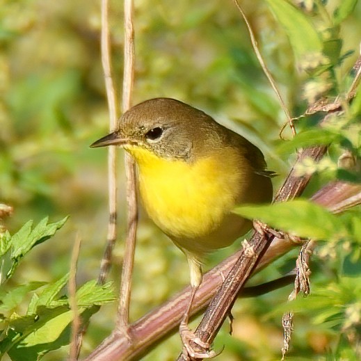 Common Yellowthroat - ML267313891