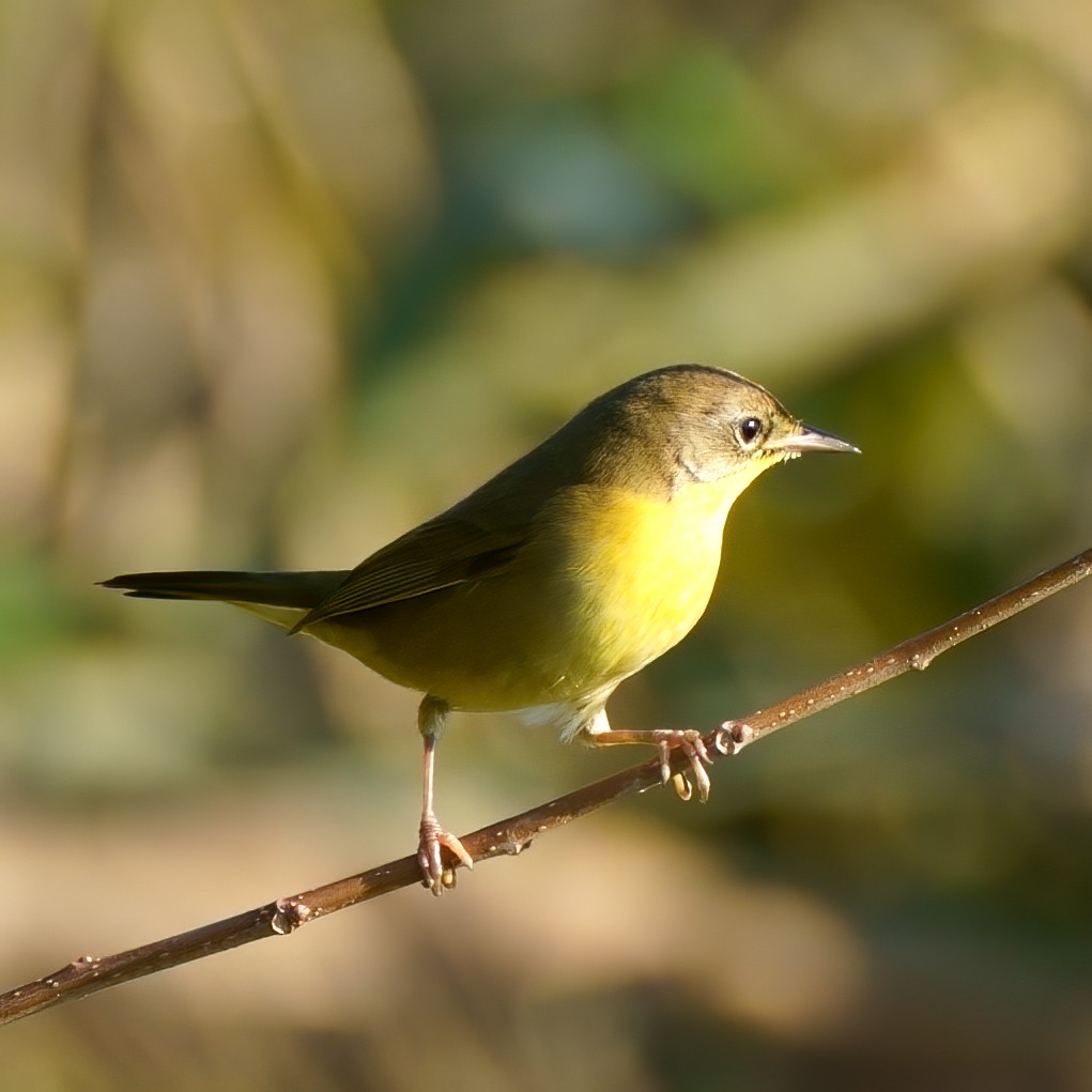 Common Yellowthroat - ML267313921
