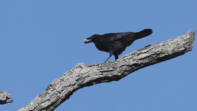 American Crow - ML267314891