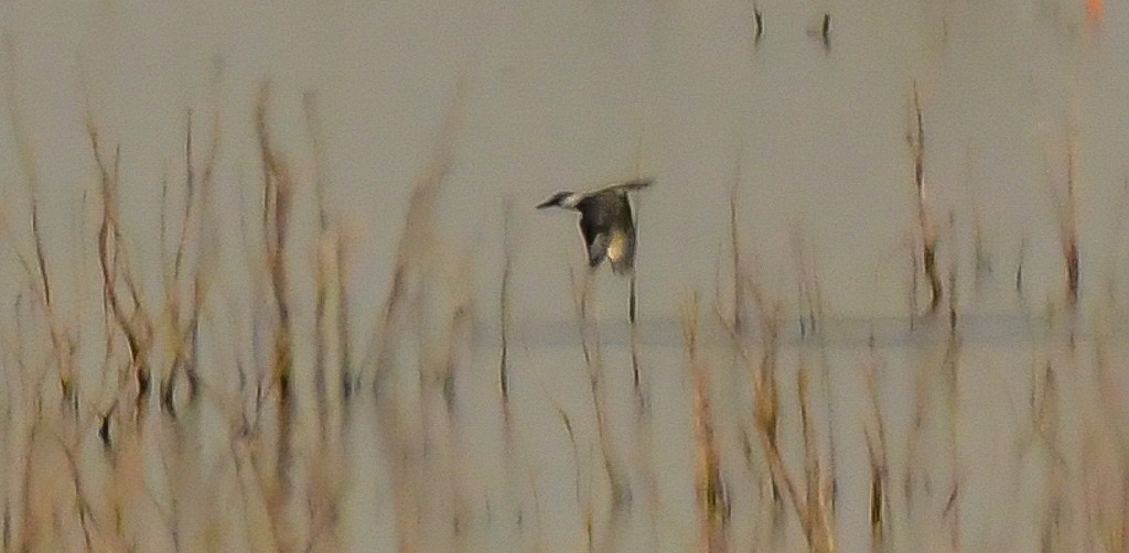 Belted Kingfisher - c.a. maedgen
