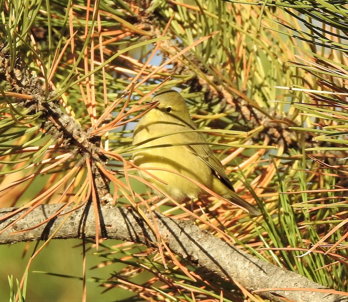 Orange-crowned Warbler - ML267317611