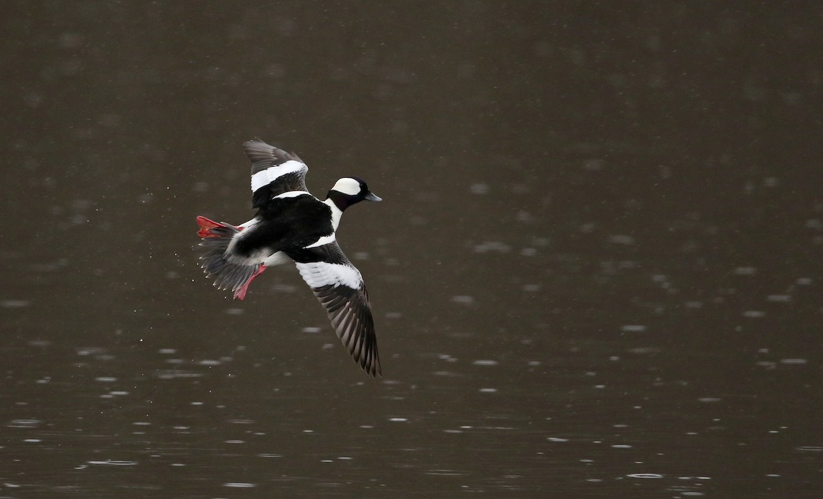 Bufflehead - ML26731851