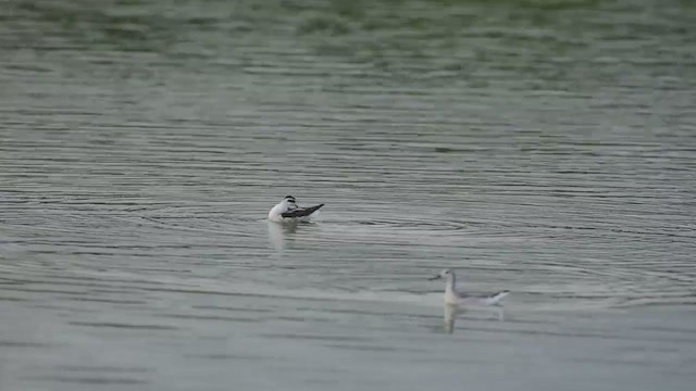 Phalarope à bec étroit - ML267320531