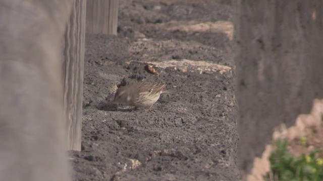 פפיון קנרי - ML267321621