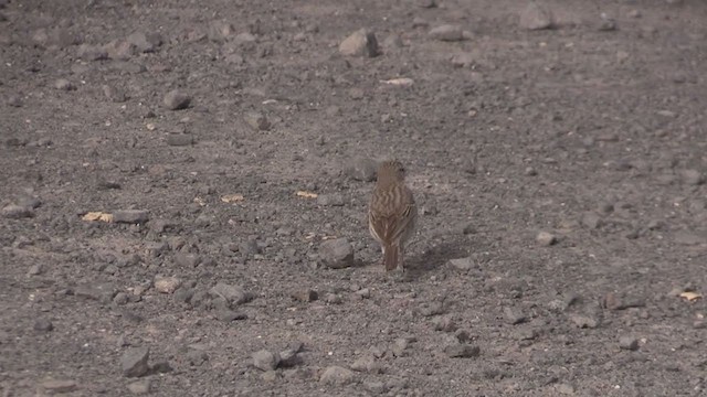 Berthelot's Pipit - ML267322291
