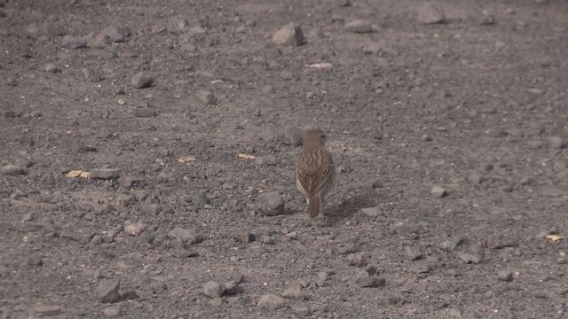 פפיון קנרי - ML267322291