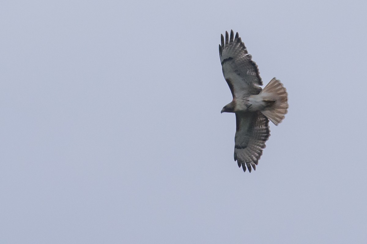 Red-tailed Hawk - ML26732311