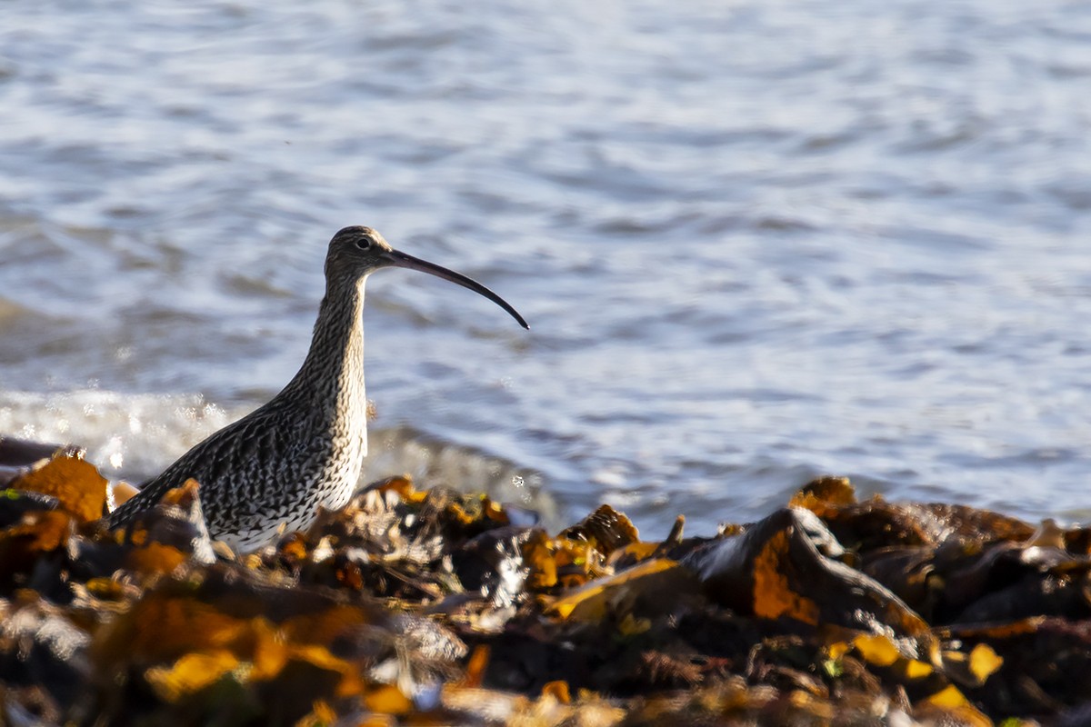 Eurasian Curlew - ML267325691