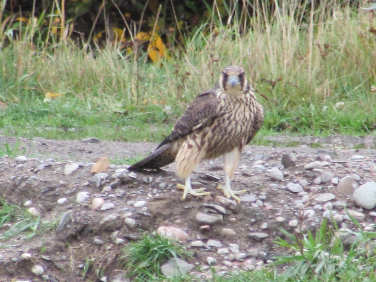 Peregrine Falcon - ML267325891