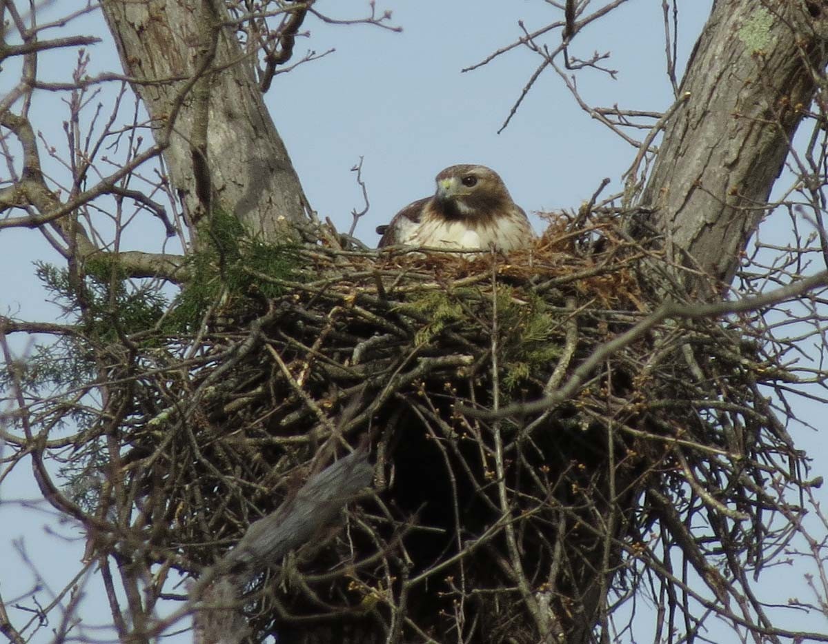 Red-tailed Hawk - Janis Stone