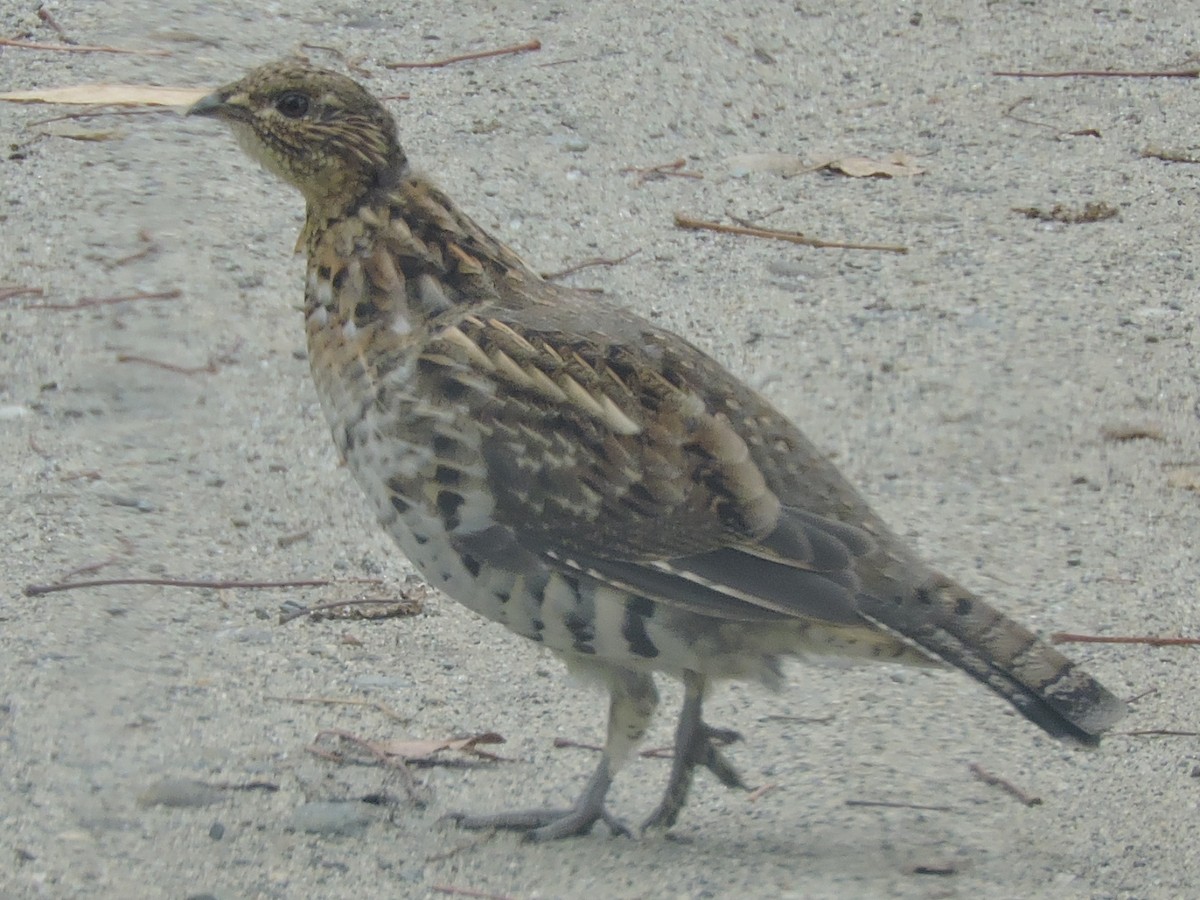 Ruffed Grouse - ML267326521