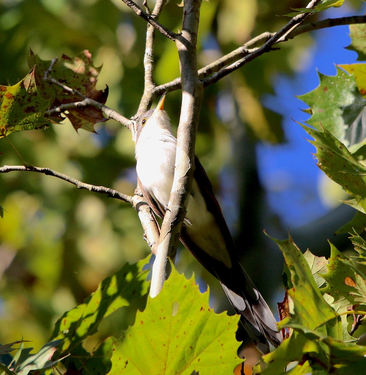 Yellow-billed Cuckoo - Lori White