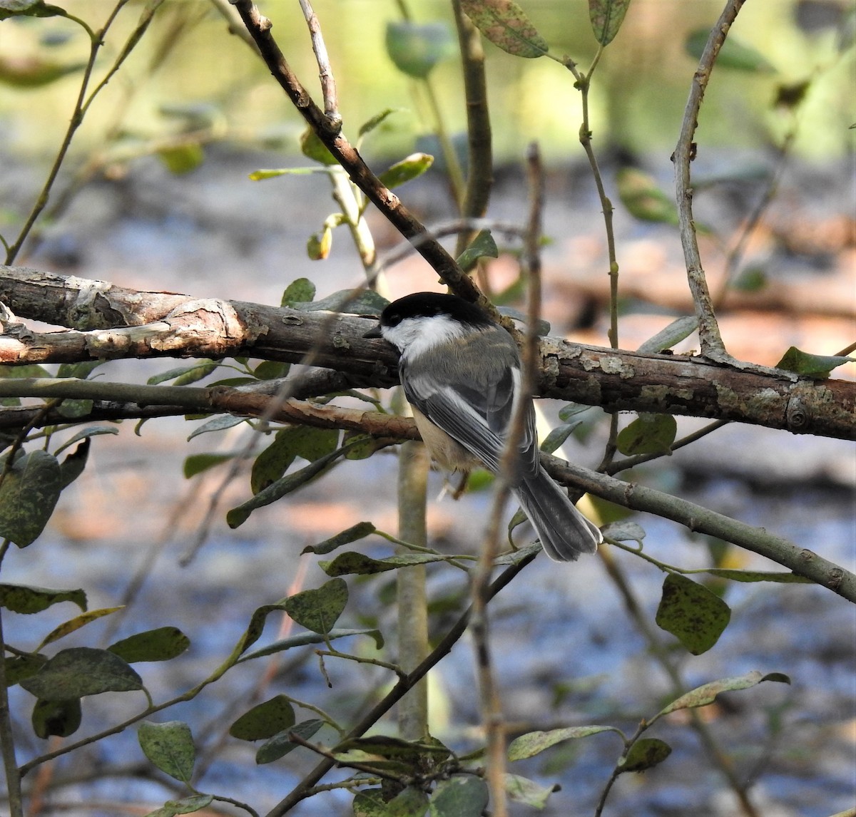 Black-capped Chickadee - Lydia Curtis