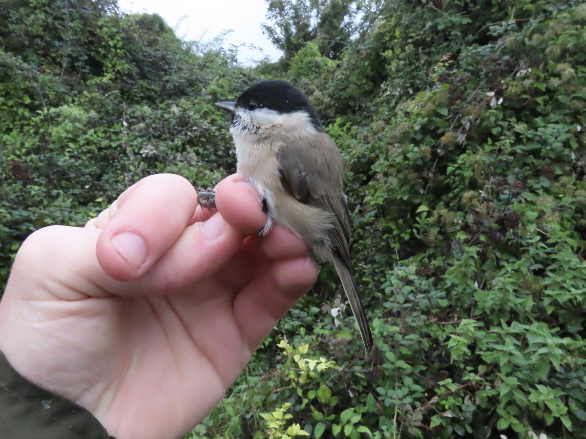 Marsh Tit - David Campbell