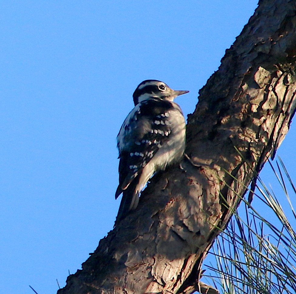 Hairy Woodpecker - Lori White