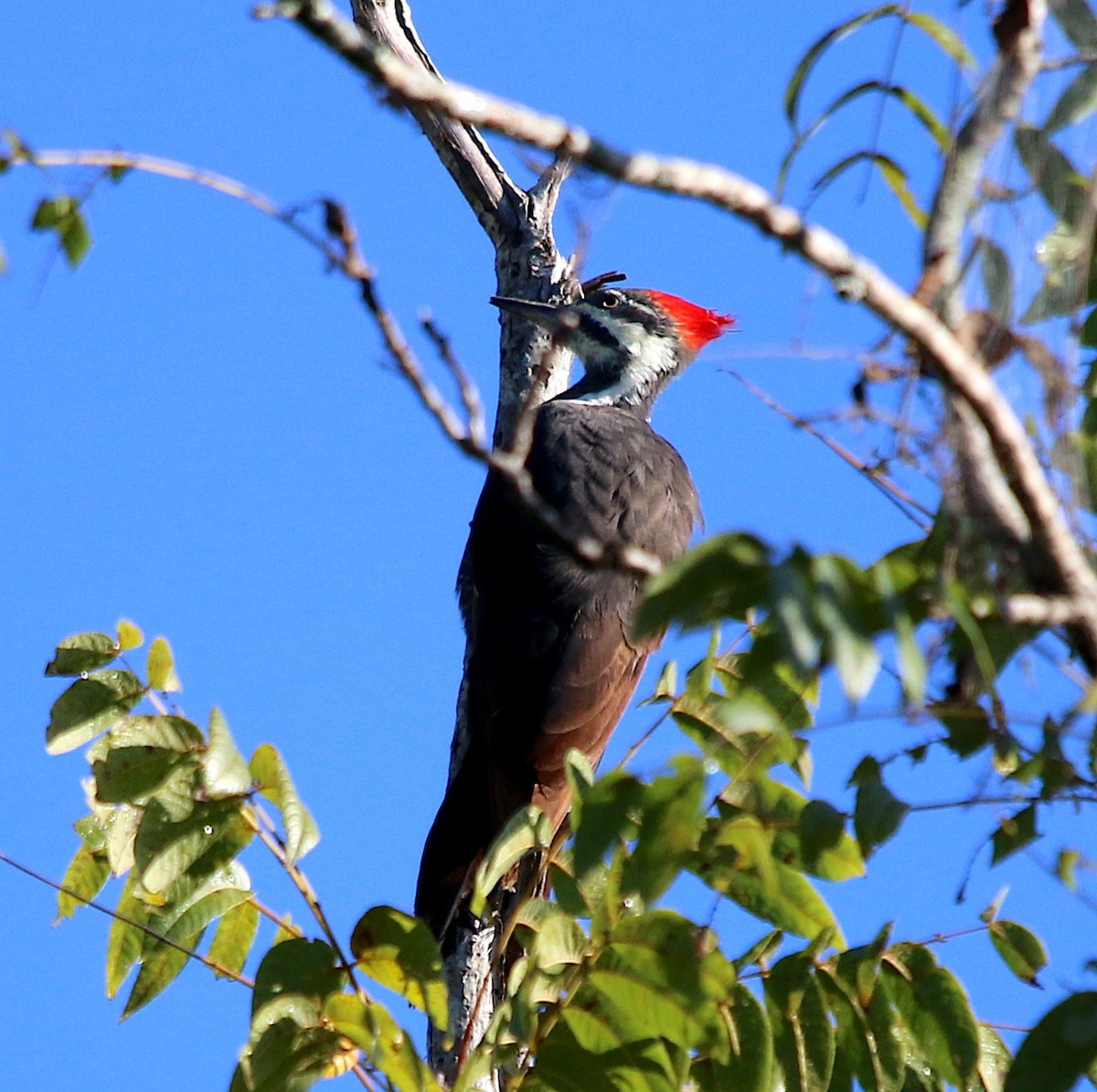 Pileated Woodpecker - Lori White